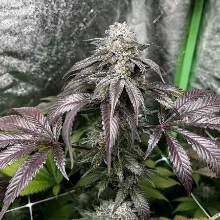 Garlic Storm Feminized Seeds