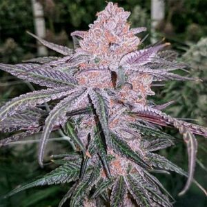 Jellysickle Feminized Seeds