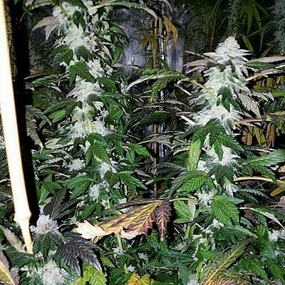 Platinum Gorilla Feminized Seeds