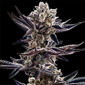 Platinum Kush Breath Feminized Seeds