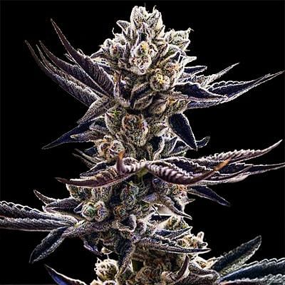 Platinum Kush Breath Feminized Seeds