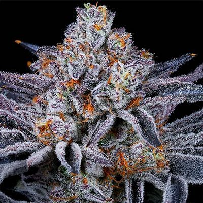 Platinum Kush Breath Feminized Seeds