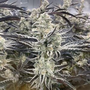Platinum Kush Breath Remix Feminized Seeds