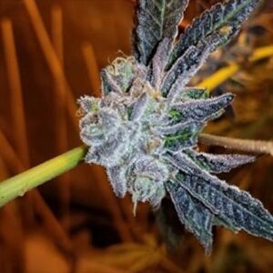 Platinum Purple Candy Feminized Seeds