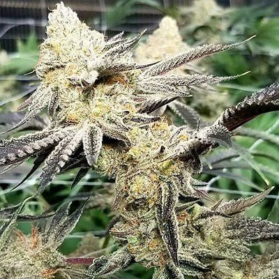 Platinum Scout V2 Feminized Seeds