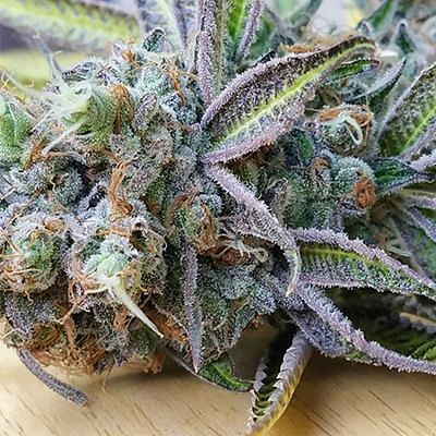 Slurricane Feminized Seeds