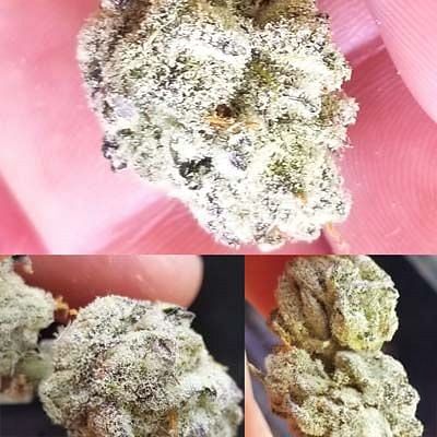 Slurricane Feminized Seeds