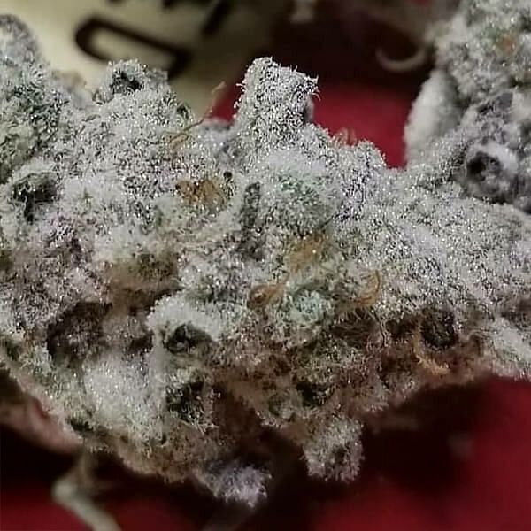 Slurricane #7 S1 Feminized Seeds