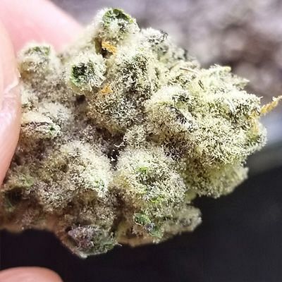 Slurricane IX Feminized Seeds