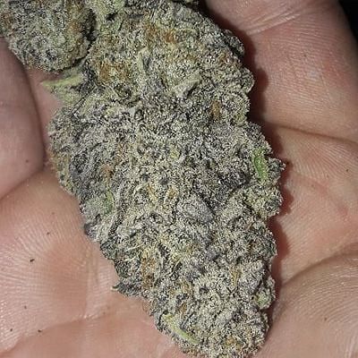 Zurple Punch BX Feminized Seeds