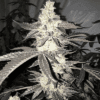 Dolato S1 Feminized Seeds