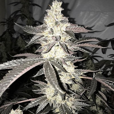Dolato S1 Feminized Seeds