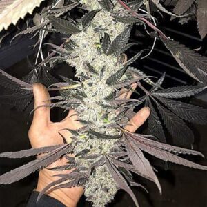 Cakes N Cream Feminized Seeds