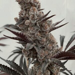 Bahama Mama S1 Feminized Seeds