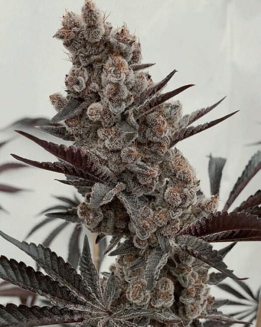 Bahama Mama S1 Feminized Seeds