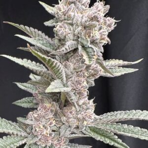 Funk in Da Trunk Feminized Seeds