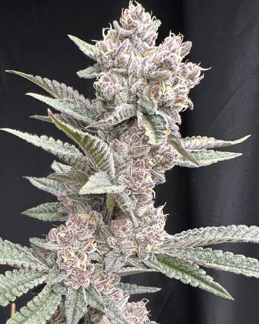 Funk in Da Trunk Feminized Seeds