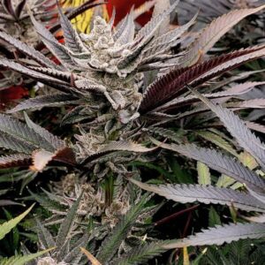 FX3 Feminized Seeds