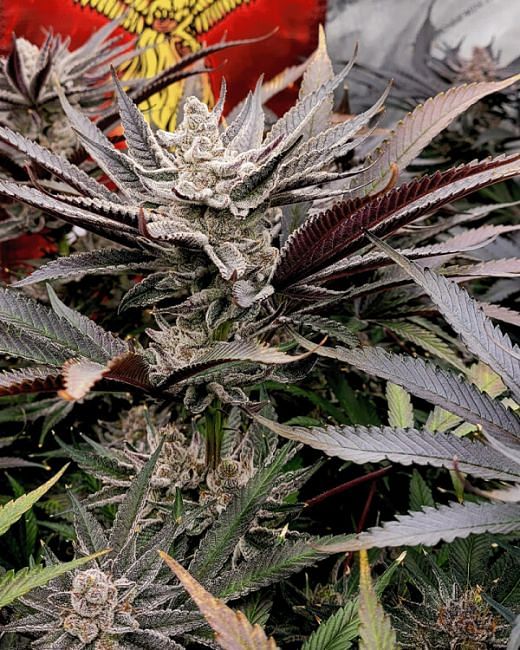 FX3 Feminized Seeds