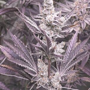 Lil Sumpin Sumpin Feminized Seeds