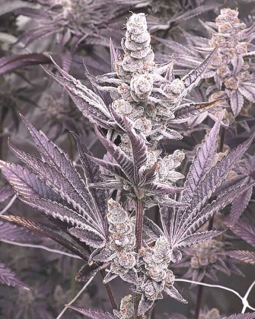 Lil Sumpin Sumpin Feminized Seeds