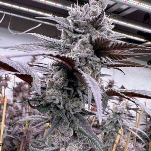 Lung Buster Feminized Seeds