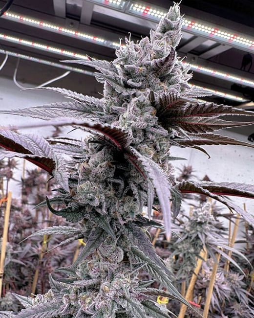 Lung Buster Feminized Seeds