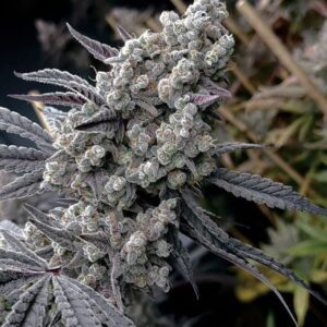 Pineapple Pucker Feminized Seeds