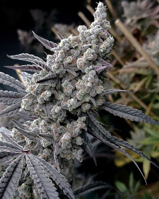 Pineapple Pucker Feminized Seeds