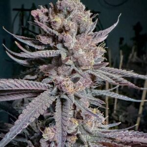 Ripe Feminized Seeds