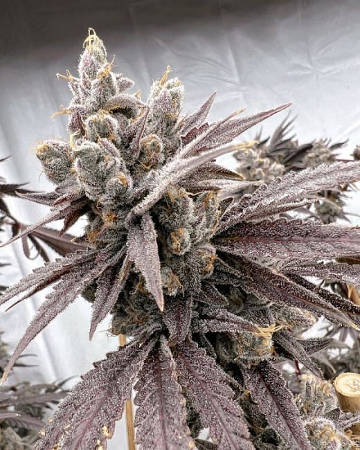 Shot Caller Feminized Seeds
