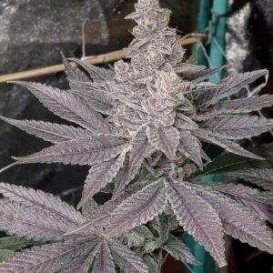 Swolfire Feminized Seeds