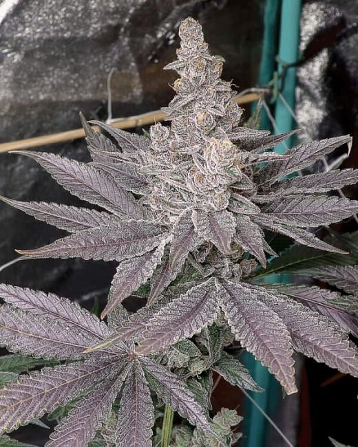 Swolfire Feminized Seeds