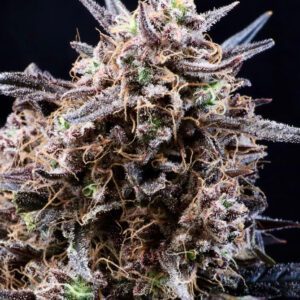 Banjerine Auto Feminized Seeds