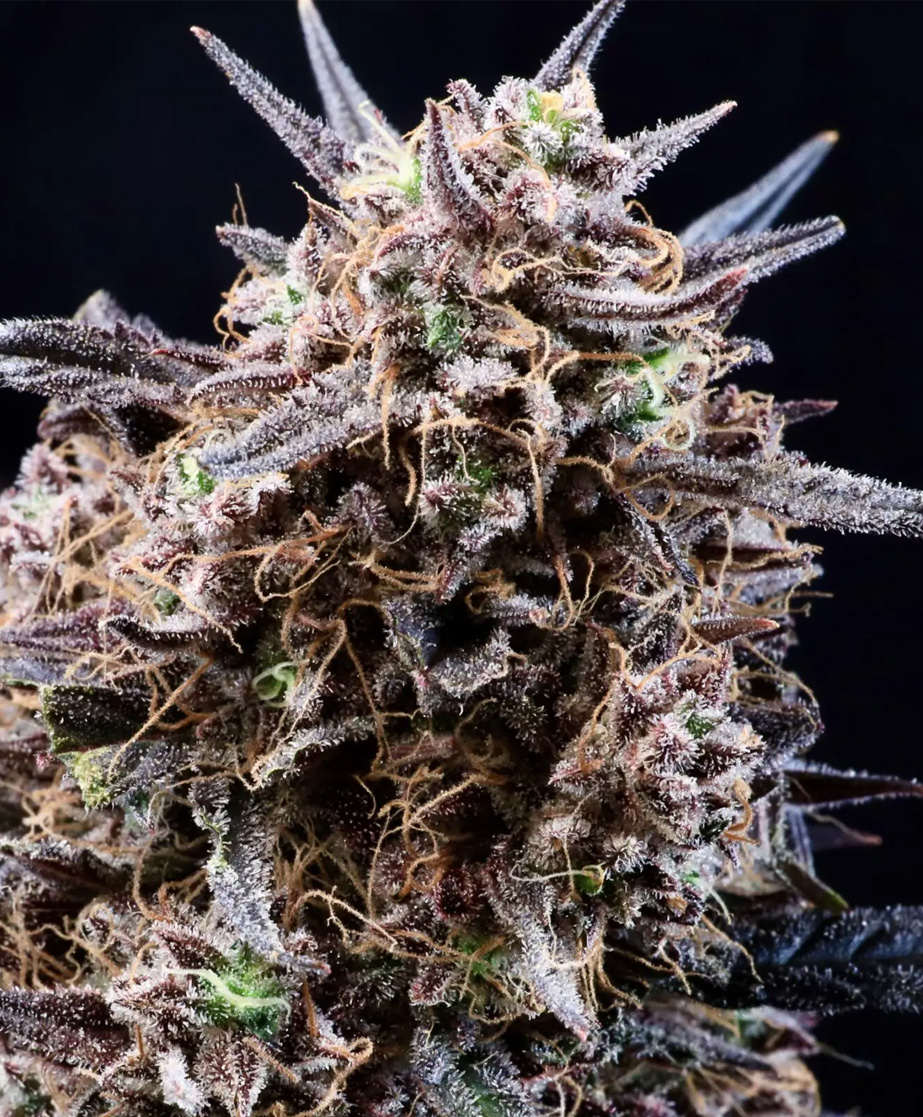 Banjerine Auto Feminized Seeds