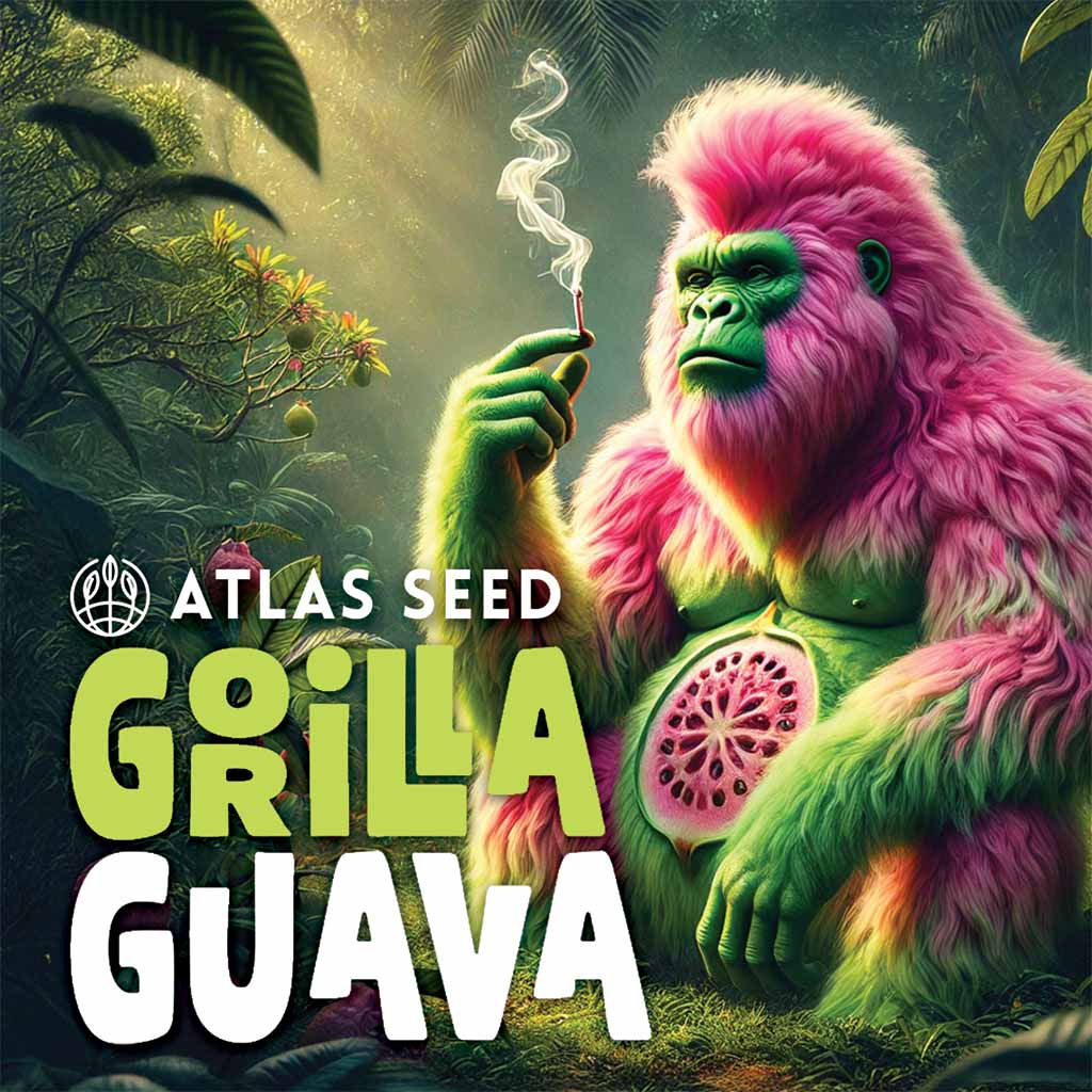 Gorilla Guava Feminized Seeds