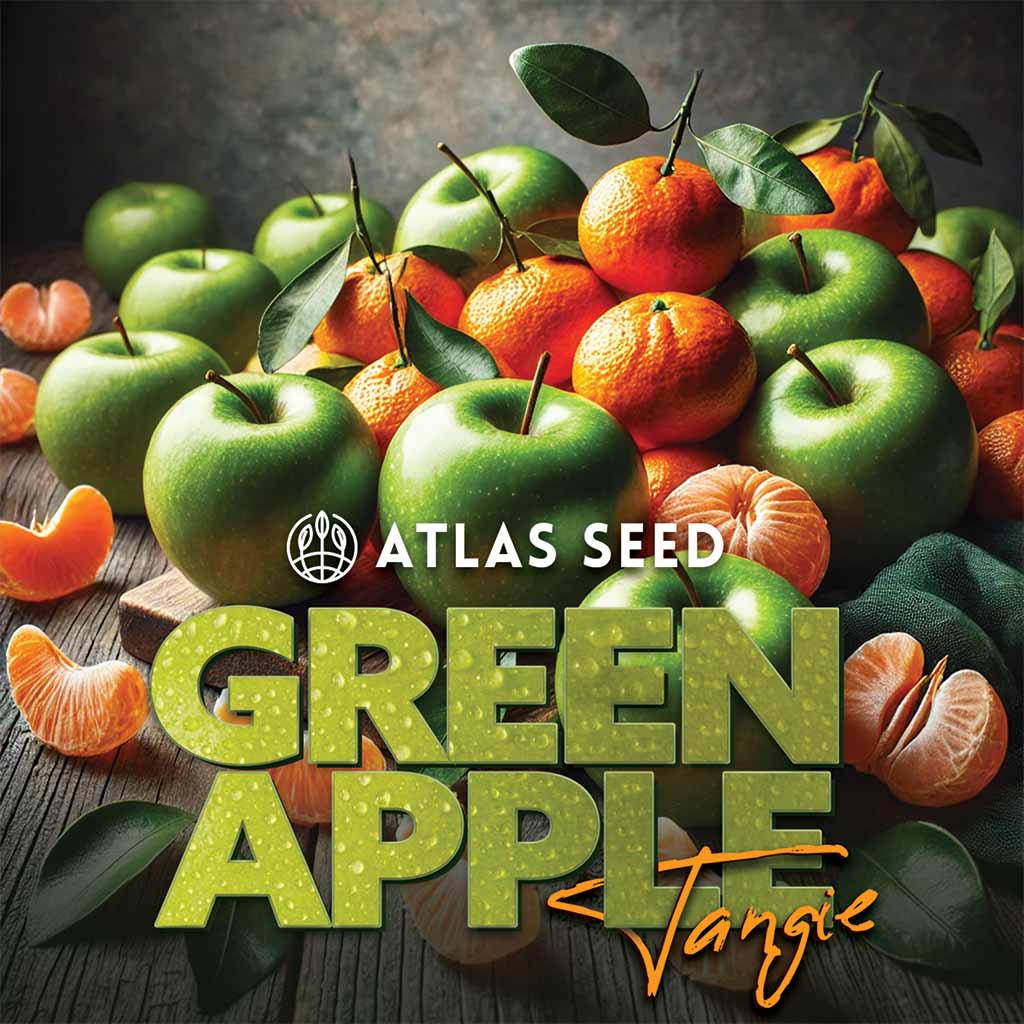 Green Apple Tangie Feminized Seeds