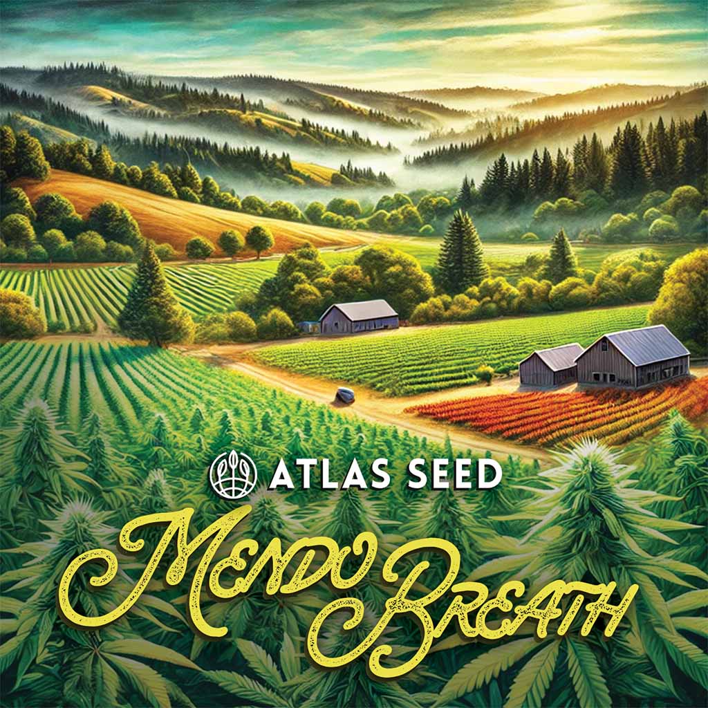 Mendo Breath Auto Feminized Seeds