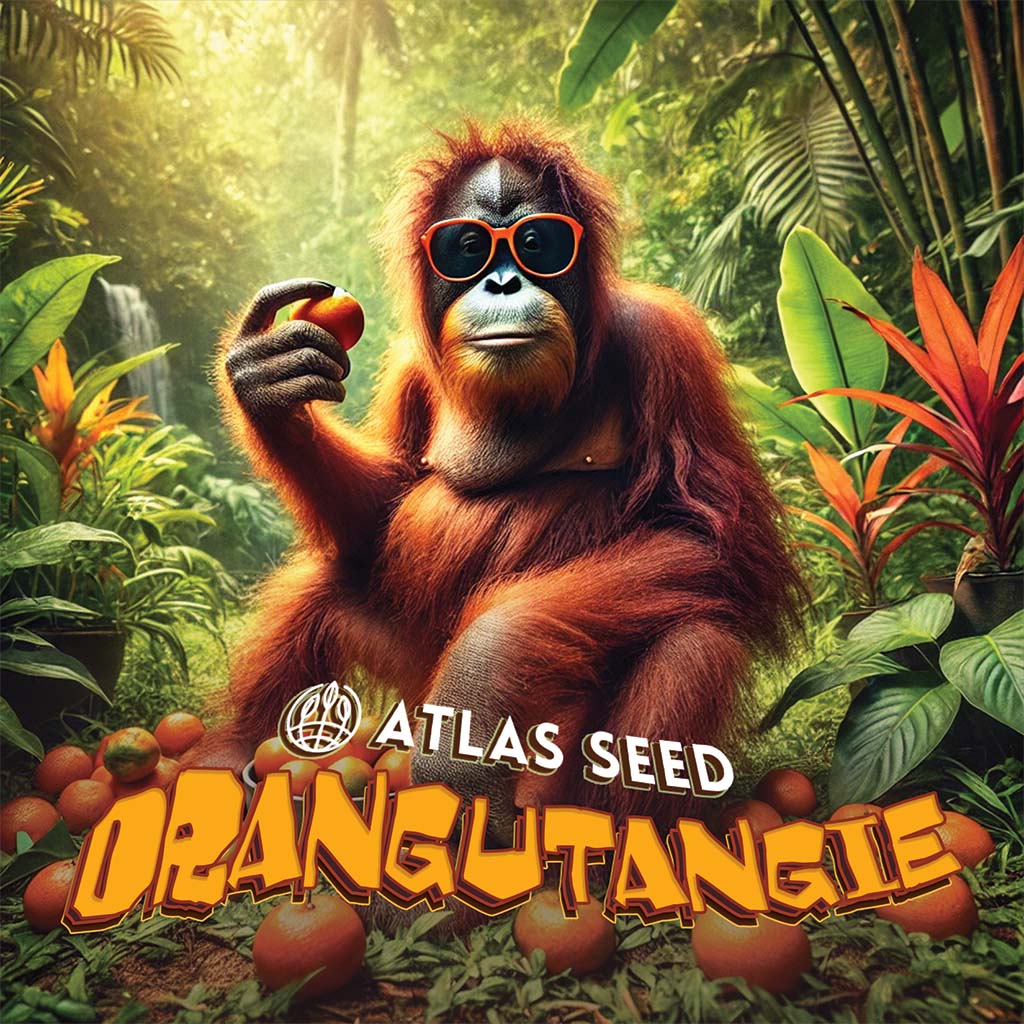 Orangutangie Feminized Seeds