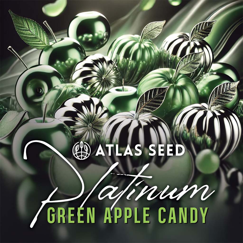 Platinum Green Apple Candy Feminized Seeds