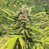 Banana Melt Feminized Seeds