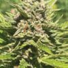 Banana Melt Feminized Seeds