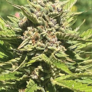 Banana Melt Feminized Seeds