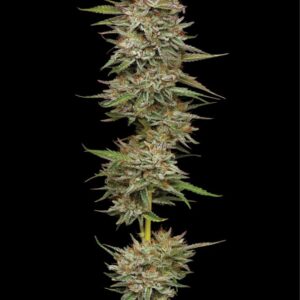 Banana OG Feminized Seeds