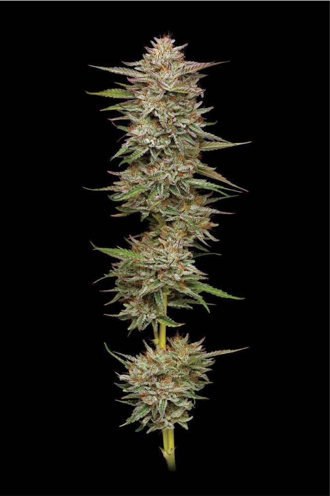 Banana OG Feminized Seeds