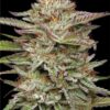 Banana OG Feminized Seeds