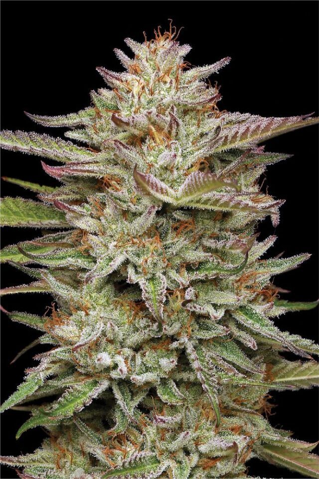 Banana OG Feminized Seeds