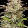 California Haze Feminized Seeds