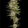 California Haze Feminized Seeds