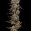 Chicken n' Wafflez Feminized Seeds